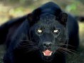 /album/fotogaleria/animales-salvajes-3-jpg/